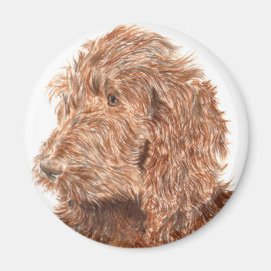 Imã Ímã de Labradoodle #2 do chocolate