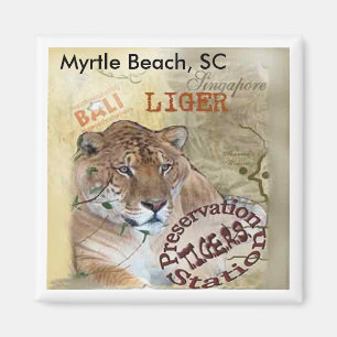 Imã Ímã de Liger - Myrtle Beach, SC