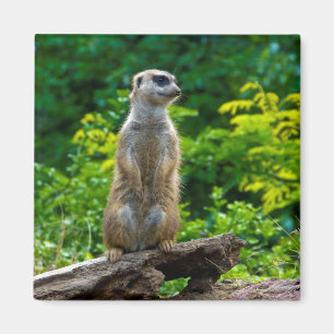 Imã Ímã de Meerkat