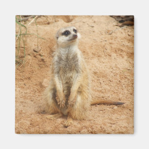 Imã Ímã de Meerkat