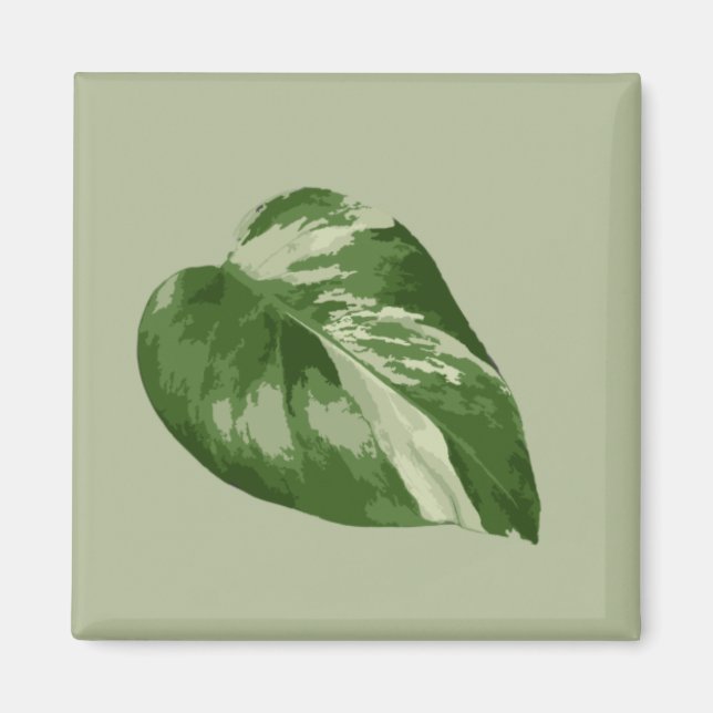 Imã Ímã de Monstera Albo Variegada (Frente)