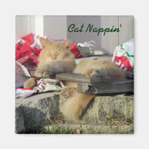 Imã Ímã de Nappin do gato