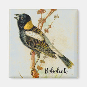 Imã Ímã-de-pássaro Bobolink, desenhada manualmente