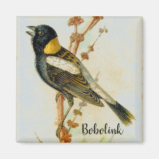 Imã Ímã-de-pássaro Bobolink, desenhada manualmente