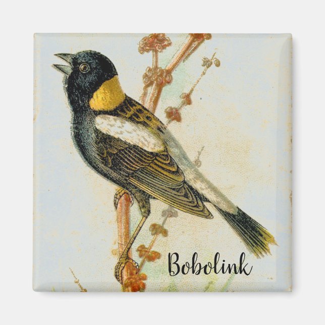 Imã Ímã-de-pássaro Bobolink, desenhada manualmente (Frente)