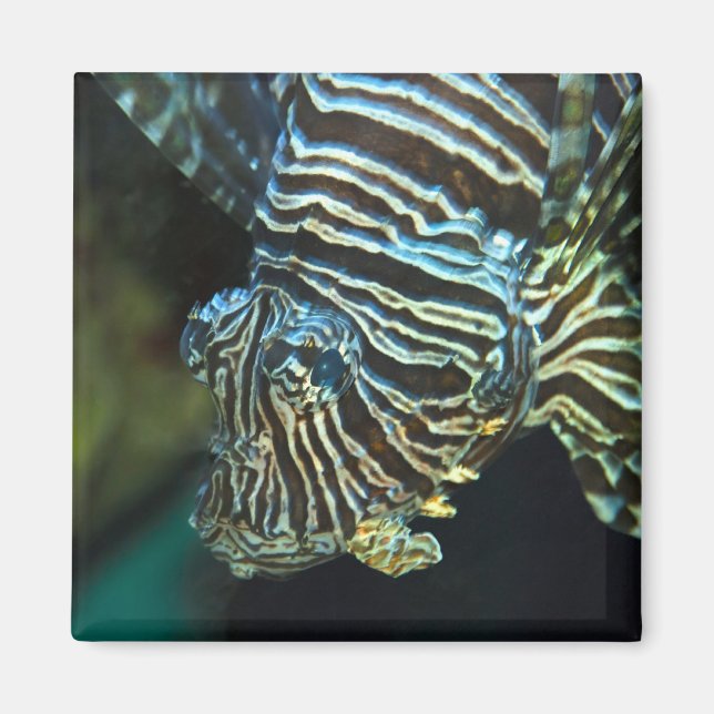 Imã Ímã de Peixe-Leão (Frente)