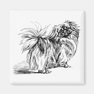 Imã Ímã de Pekingese