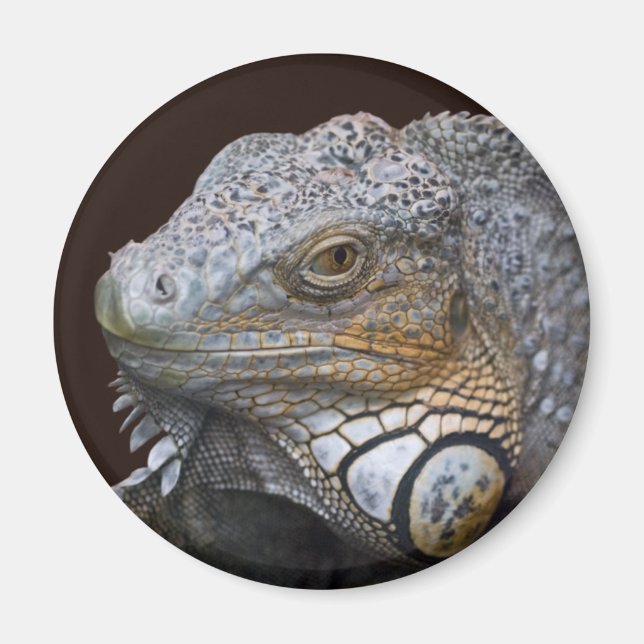 Imã Ímã de Pequeno Dragão (Frente)