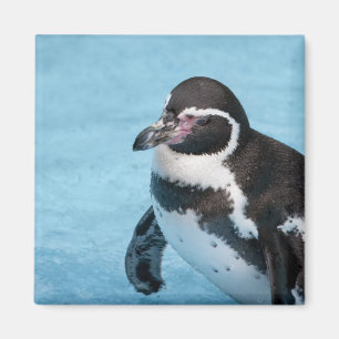 Imã Ímã de Pinguim-de-magalhães