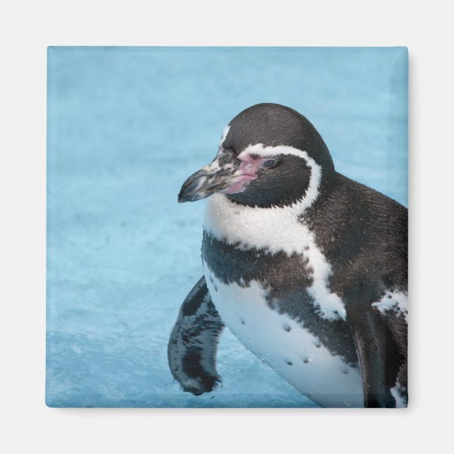Imã Ímã de Pinguim-de-magalhães (Frente)