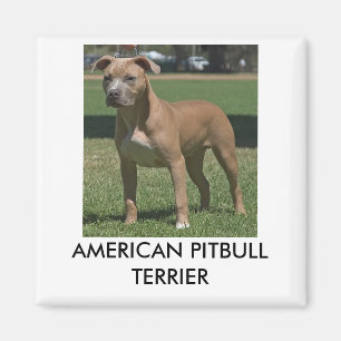 Imã Ímã de Pitbull Terrier do americano