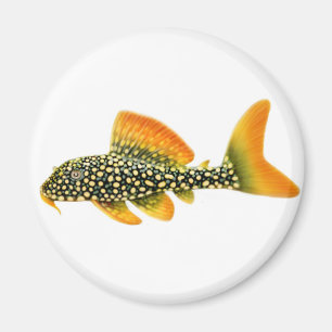 Imã Ímã de Pleco da luz do sol de Goldy