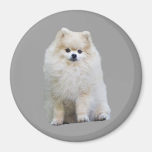 Imã Ímã de Pomeranian