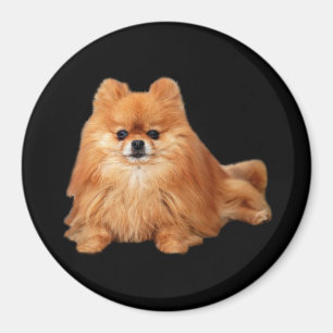 Imã Ímã de Pomeranian