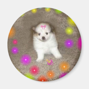 Imã Ímã de Pomeranian do bebê