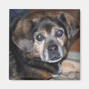 Imã Ímã de Puggle