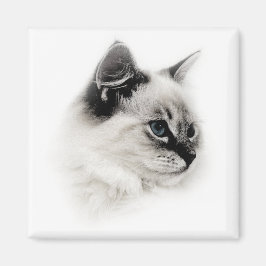 Imã ímã de ragdolas