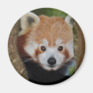 Imã Ímã de retrato de Panda