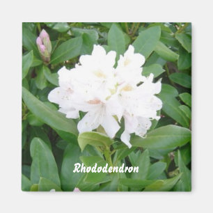 Imã Ímã de Rododendro Branco