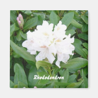 Imã Ímã de Rododendro Branco