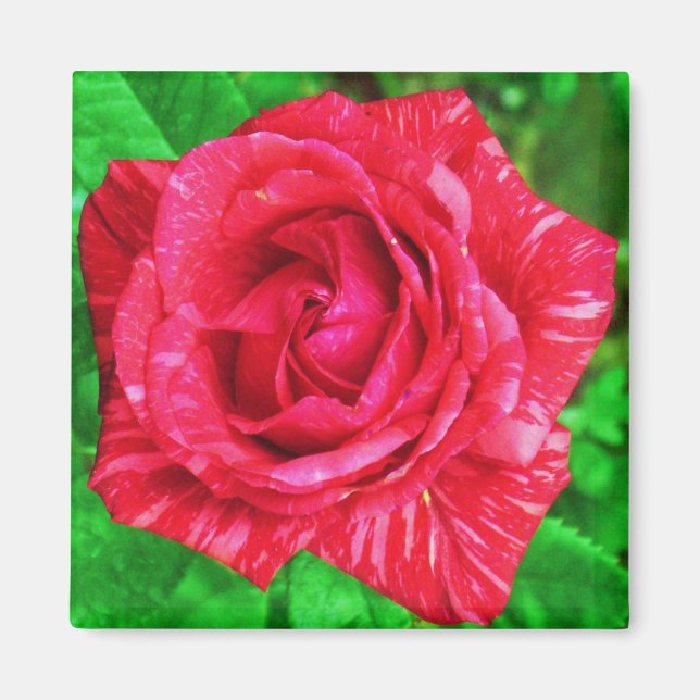 Imã Ímã de Rosa com Listra Vermelha em Vermelho (Frente)