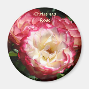 Imã ÍMÃ DE ROSA DE NATAL Rosas Rosa Brancas Ímãs