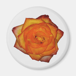 Imã Ímã de Rosa Laranja Queimada