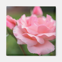 Ímã de Rosa Rosa