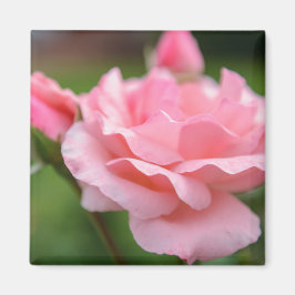 Imã Ímã de Rosa Rosa