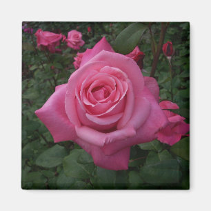 Imã Ímã de Rosa Rosa