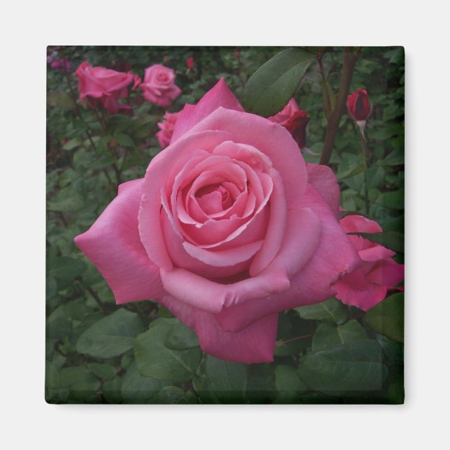 Imã Ímã de Rosa Rosa (Frente)