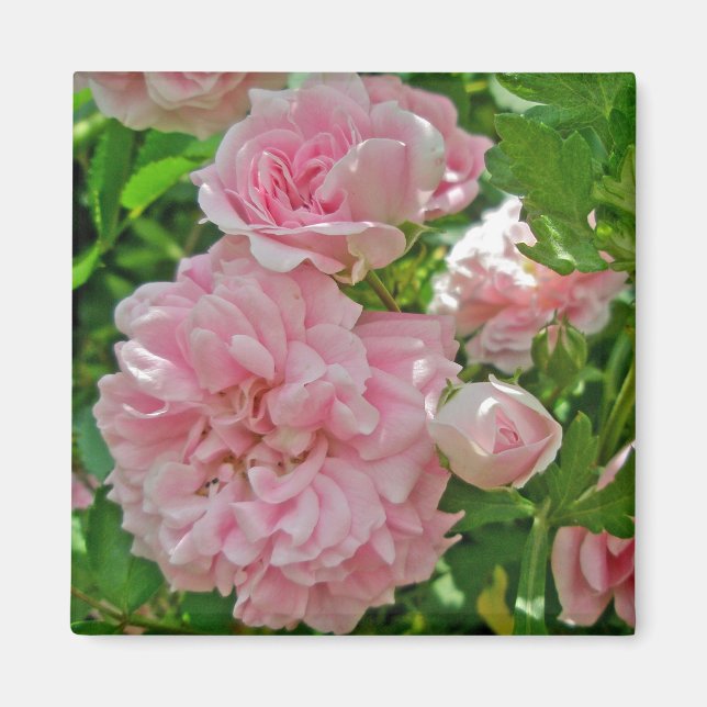 Imã Ímã de Rosa Trepadeira (Frente)