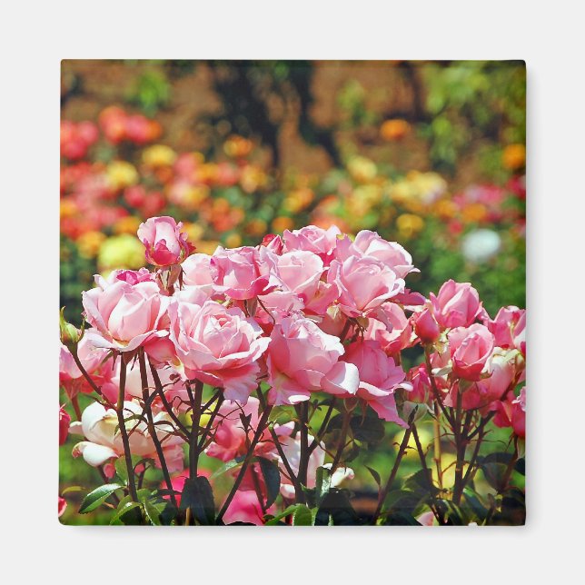 Imã Ímã de rosas cor-de-rosa lindas (Frente)
