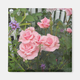 Imã Ímã de Rosas Rosas