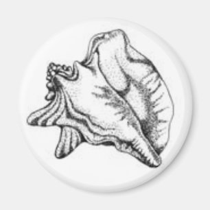 Imã Ímã de Shell do Conch