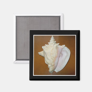Imã Ímã de Shell do Conch