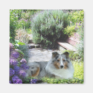Imã Ímã de Sheltie