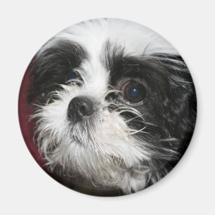 Imã Ímã de Shih Tzu
