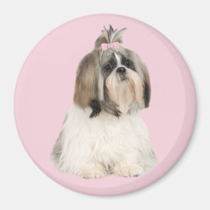 Imã Ímã de Shih Tzu