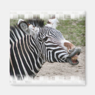 Imã Ímã de sorriso da zebra