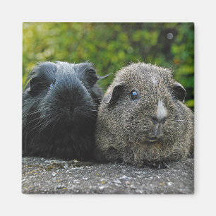 Imã Ímã de Squee & de Scruffles