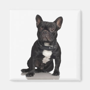 Imã Ímã de Staffordshire bull terrier