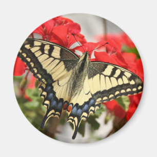 Imã Ímã de Swallowtail do anis