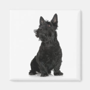 Imã Ímã de Terrier do Scottish