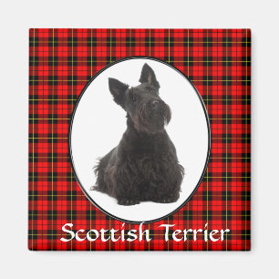 Imã Ímã de Terrier do Scottish