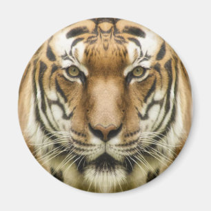Imã Ímã de Tigre Close-Up