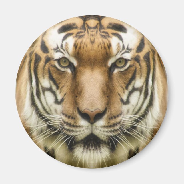 Imã Ímã de Tigre Close-Up (Frente)