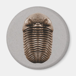 Imã Ímã de Trilobite