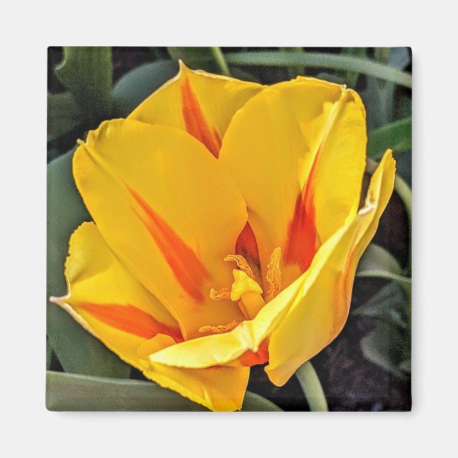 Imã Ímã de Tulipa Amarela em Flor (Frente)