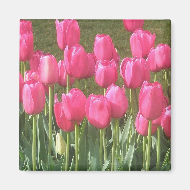 Imã Ímã de Tulipas Rosas (Frente)